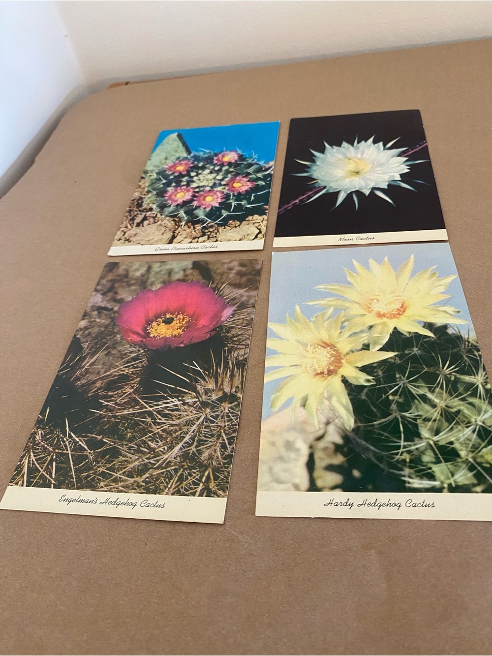 Set of 4 Vintage Cactus / Flower Postcards by Selithco true color, botany nature